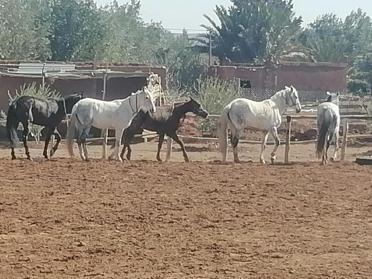 Dar Alfourssane Ferme D'Hote Ouarzazate Buitenkant foto