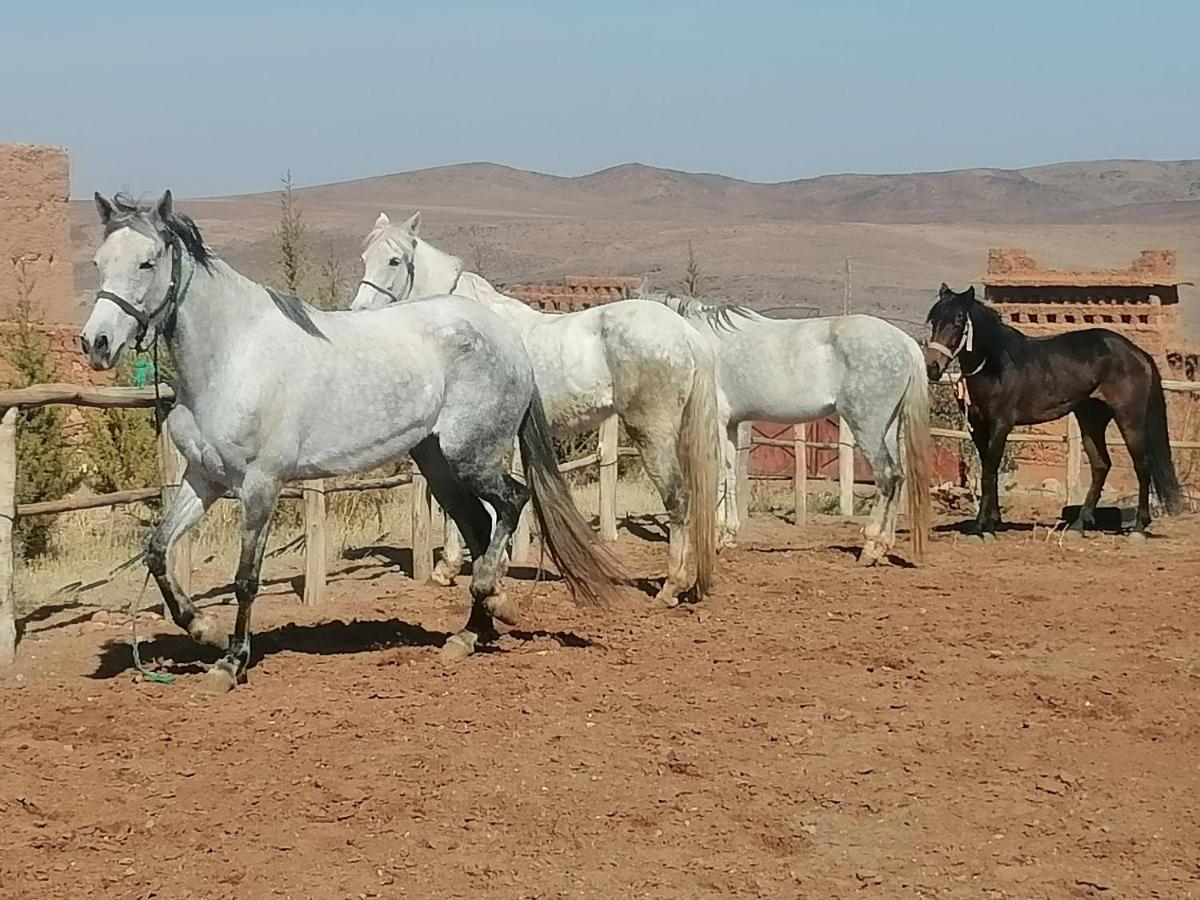 Dar Alfourssane Ferme D'Hote Ouarzazate Buitenkant foto