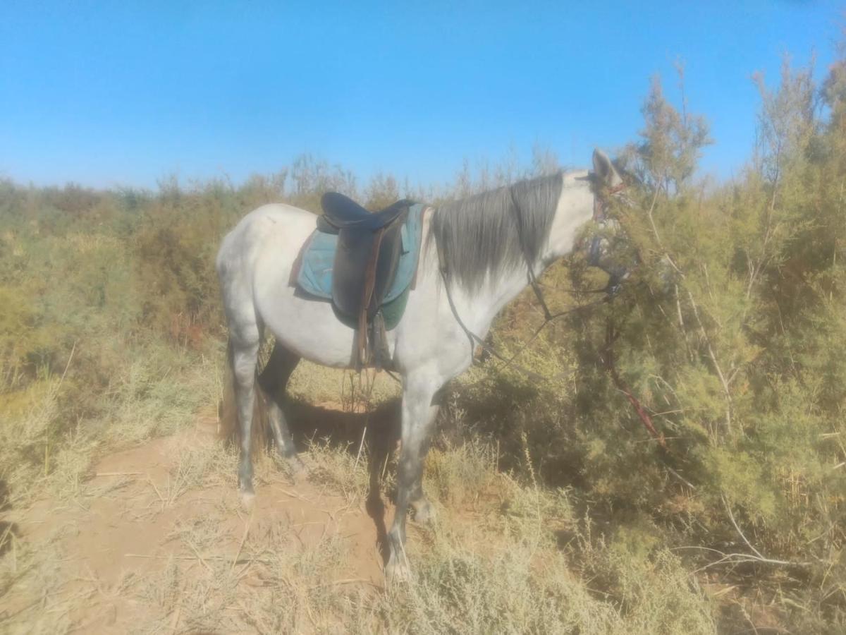 Dar Alfourssane Ferme D'Hote Ouarzazate Buitenkant foto