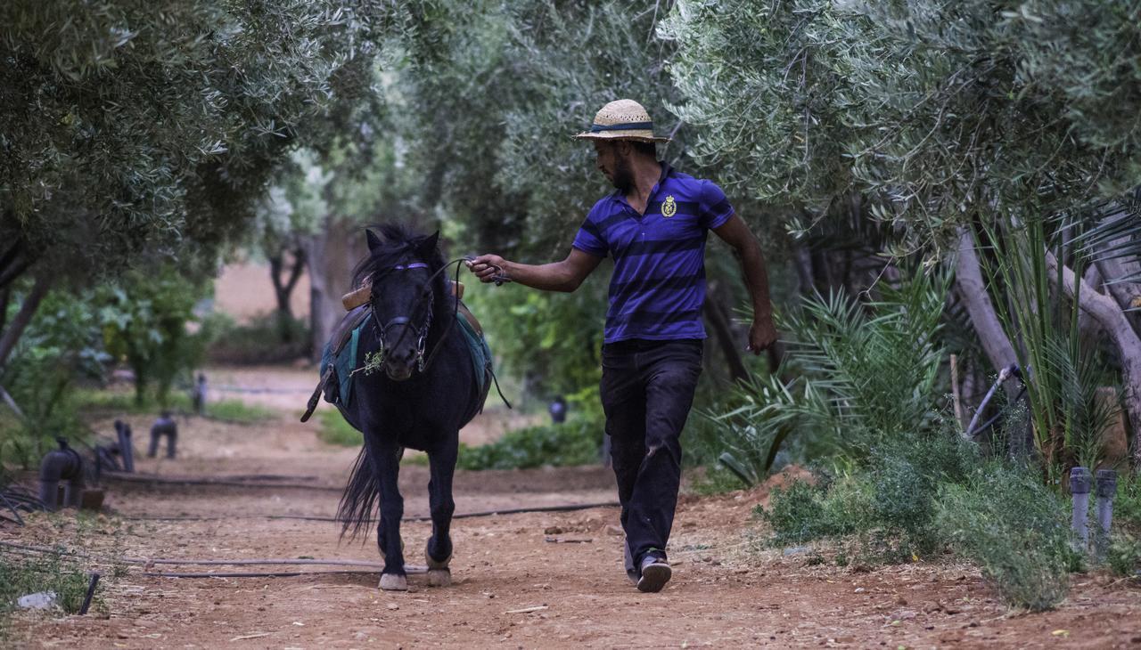 Dar Alfourssane Ferme D'Hote Ouarzazate Buitenkant foto