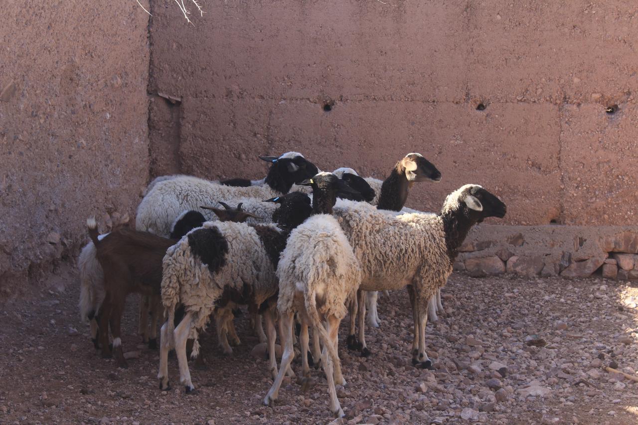 Dar Alfourssane Ferme D'Hote Ouarzazate Buitenkant foto